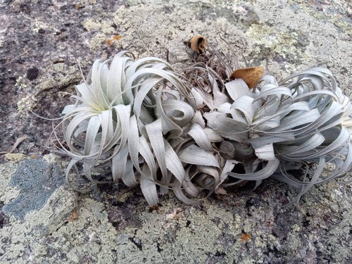 【今月末削除】chapeuensis v.turriformis Variety Tillandsia chapeuensis turriformis · iNaturalist