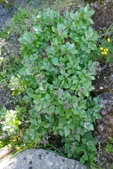 Munzothamnus blairii