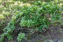 Munzothamnus blairii