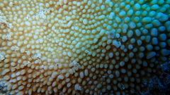 Montipora verrucosa