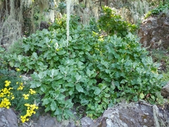 Munzothamnus blairii