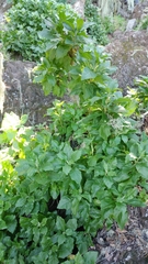 Munzothamnus blairii
