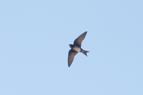 Cuban Martin (Progne cryptoleuca), photo 8