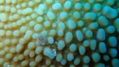 Montipora verrucosa