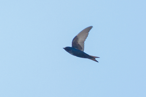 Cuban Martin (Progne cryptoleuca), photo 4
