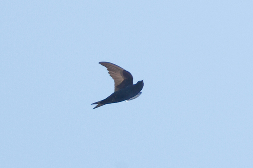 Cuban Martin (Progne cryptoleuca), photo 3