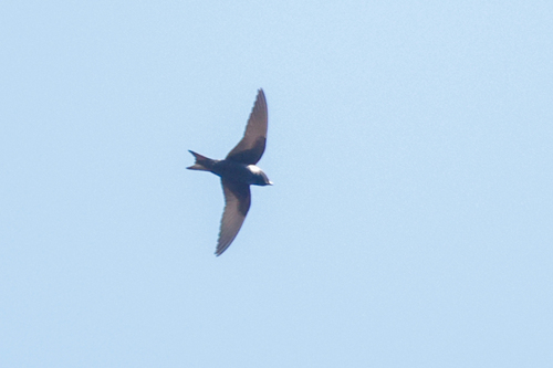 Cuban Martin (Progne cryptoleuca), photo 6