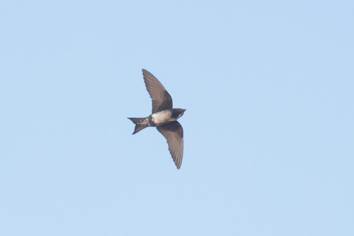 Cuban Martin (Progne cryptoleuca), photo 10