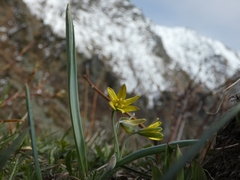 Gagea lutea