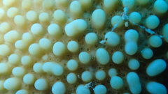 Montipora verrucosa