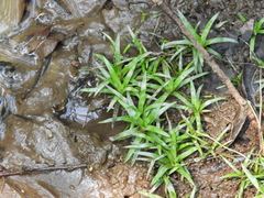 Eriocaulon nepalense