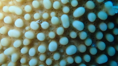 Montipora verrucosa