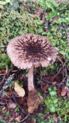 Pluteus perroseus