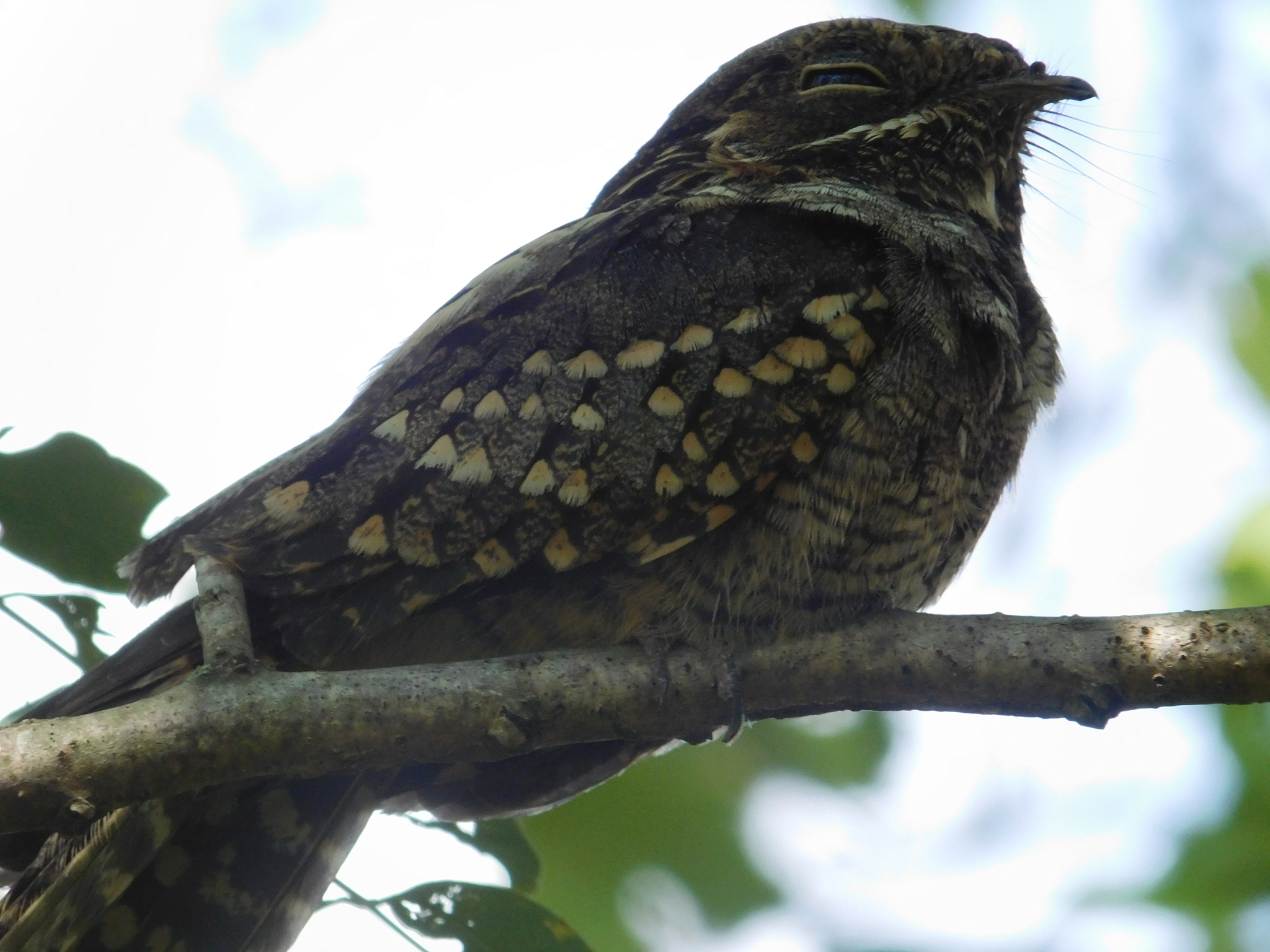Little Nightjar (Setopagis parvula)