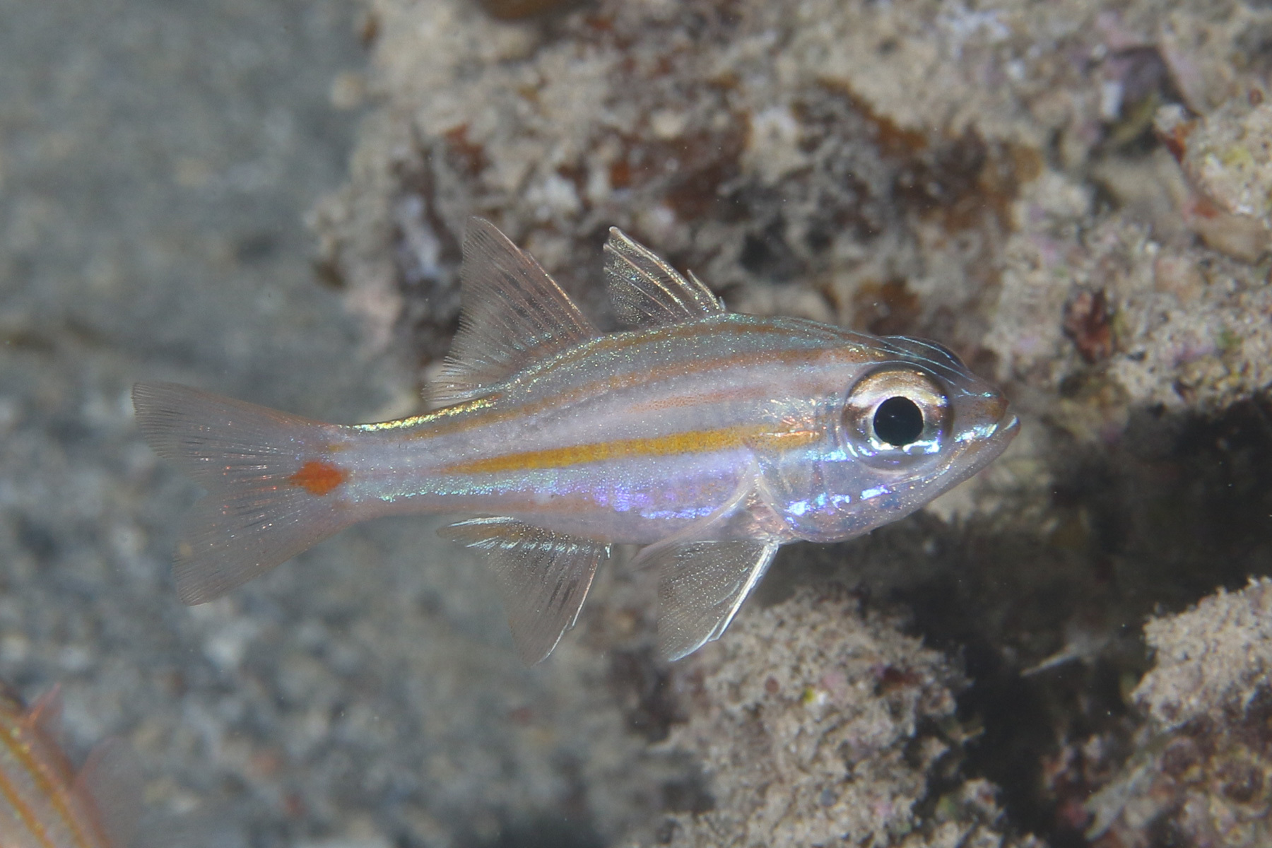 Orangespot Cardinalfish photo 3