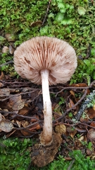 Pluteus perroseus