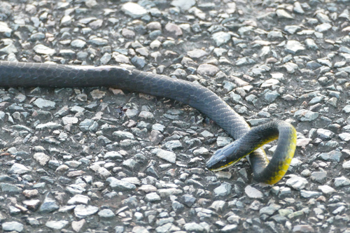 Common Tree Snake sighting