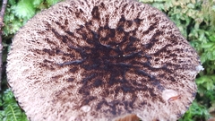 Pluteus perroseus
