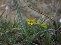 Gagea lutea