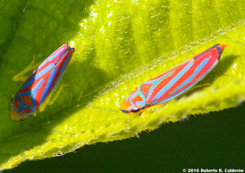 Red-banded Leafhopper, photo 7 of 7