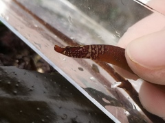 Nerophis lumbriciformis