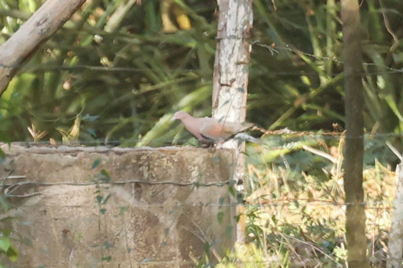 Plain Pigeon (Patagioenas inornata), photo 6