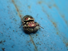 Simaethina