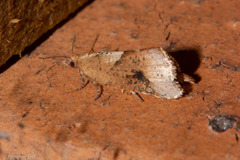 Pyrgotis pyramidias