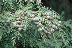 Chamaecyparis
