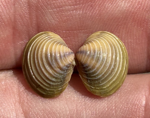 Asian Clam, photo 7 of 10