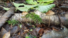 Pseudohydropus parafunebris