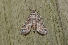 Parapoynx diminutalis