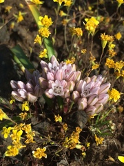 Allium cratericola