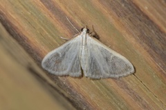 Palpita vitrealis