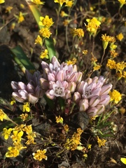 Allium cratericola