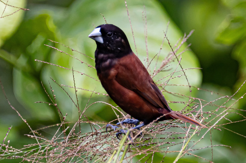 Chestnut Munia