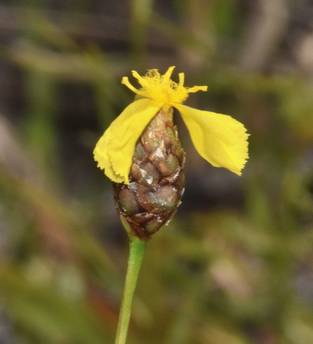 Image of Xyris elliottii by (c) James (Jim) Duggan, some rights reserved (CC BY-SA)