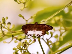 Tagiades ultra