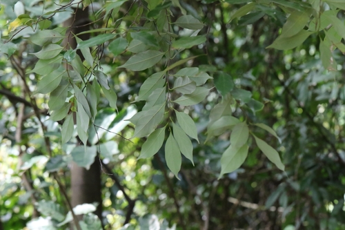 Artocarpus styracifolius (Artocarpus styracifolius)