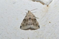 Eublemma pennula
