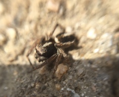 Attulus albolineatus