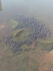 Actinopterygii