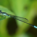 Acanthagrion lancea - Photo (c) Cameron Eckert, some rights reserved (CC BY-NC), uploaded by Cameron Eckert