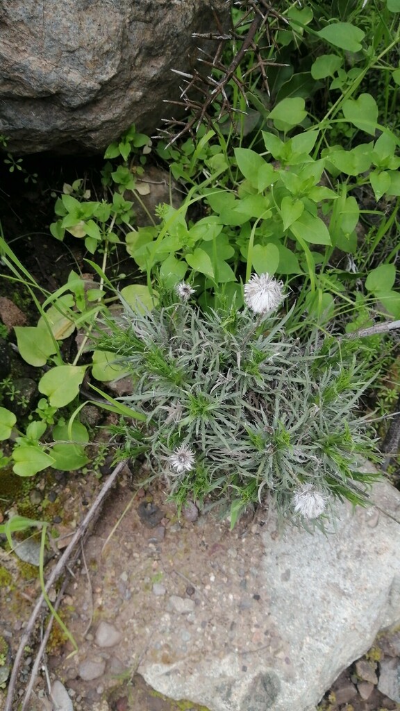 Haplopappus pinnatifidus