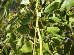 Cassia bakeriana