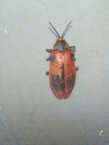 Coraliomela quadrimaculata photo 5