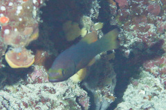 Headband Perch photo 2