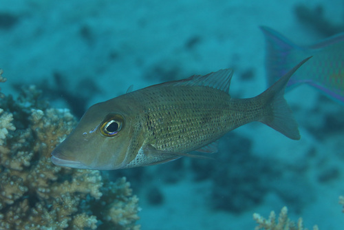 Lethrinus ravus observed 2024-02-21