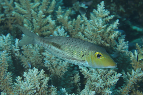 Blackblotch emperor (Lethrinus semicinctus) — Lethrinidae — 4