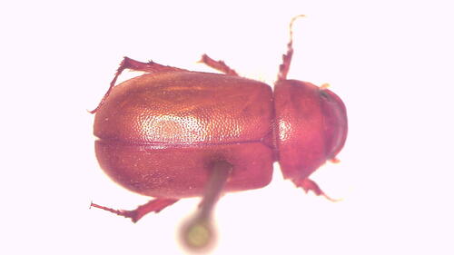 Heteronyx praecox